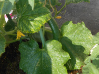DSCN0409