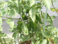 DSCN0658