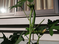 IMG_20251009_074243